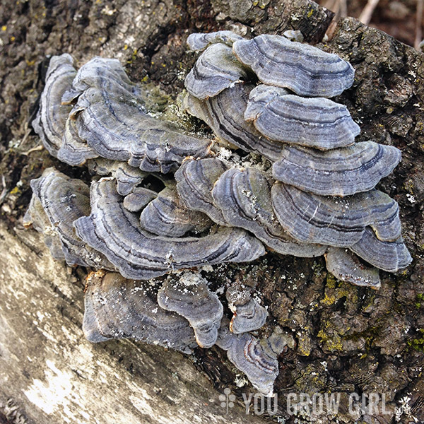 fungi1