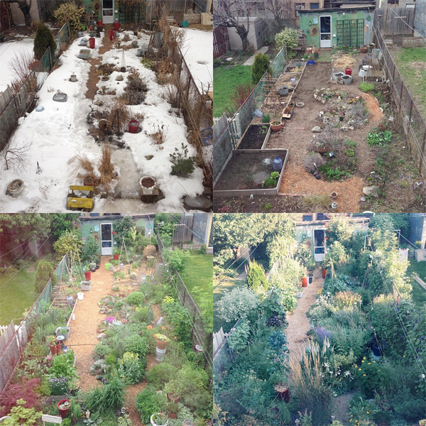 My Urban Garden March 2014 - April 2013