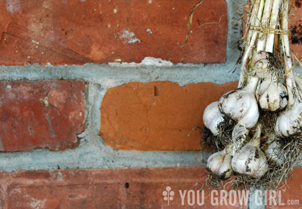 garlic_hanging