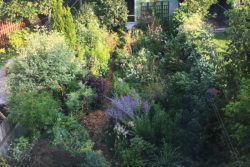 Gayla Trail Garden: August 2018