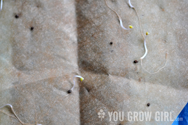 Germination Testing