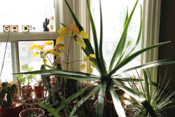 Large Agave grown in a pot