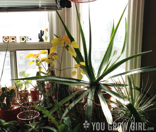 Large Agave grown in a pot