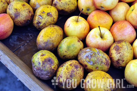 Eating Golden Apple – You Grow Girl