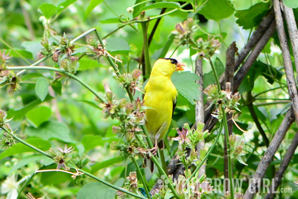 goldfinch