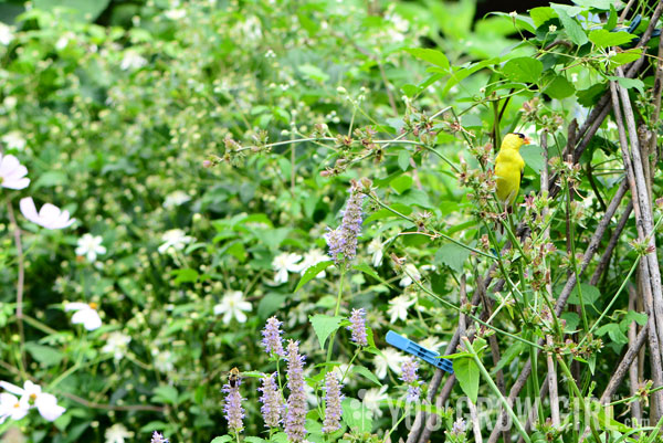 goldfinch4