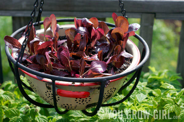 gt_greens_hangingcolander