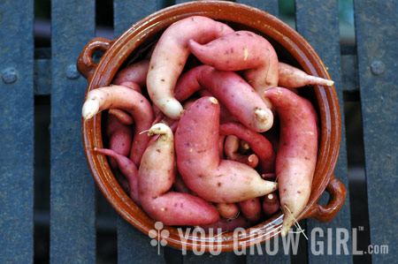 How to Grow Sweet Potatoes in Feed Bags  Fresh Eggs Daily with Lisa Steele