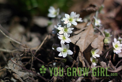 Sharp-lobed Hepatica (Photo by Gayla Trail)