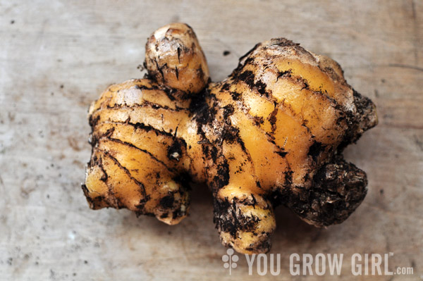 Grow Homegrown Ginger Root