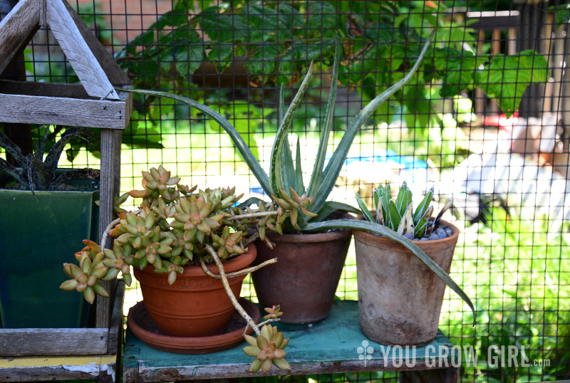 Houseplants Outdoors