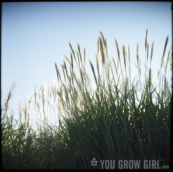 tall grass