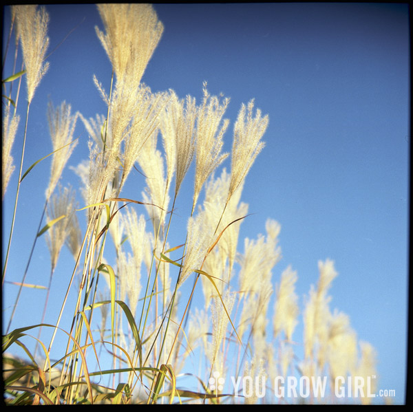 tall grass