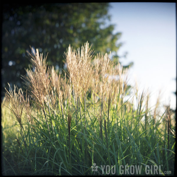 tall grass