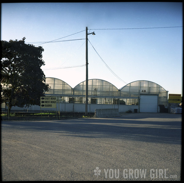 greenhouse