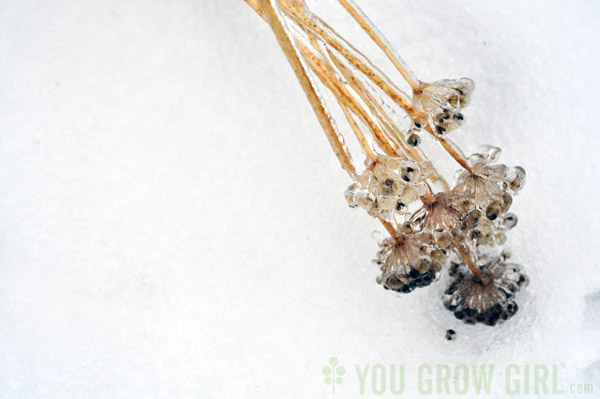 Frozen Garlic Chive Seedpods