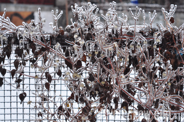 Frozen Clematis