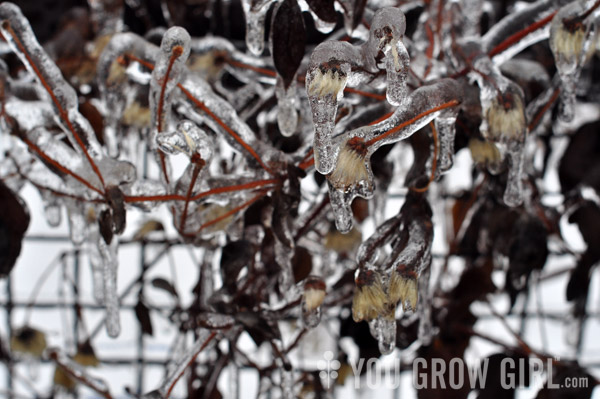 Frozen Clematis