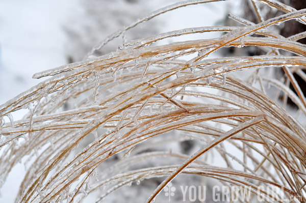 Frozen Grass