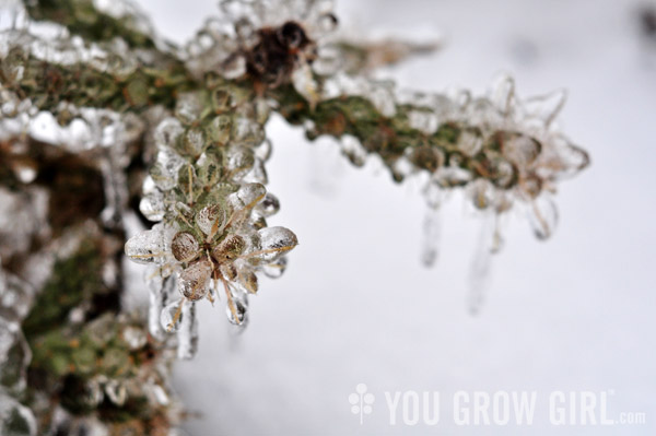 Santa Fe cholla frozen