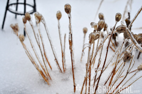 Frozen Iris