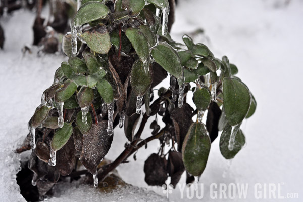 Common sage encased in ice