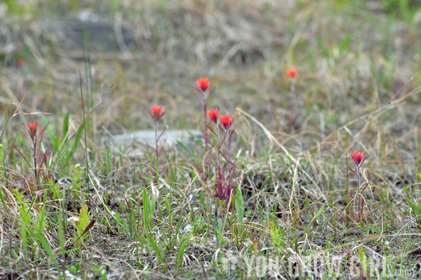 indian paintbrush