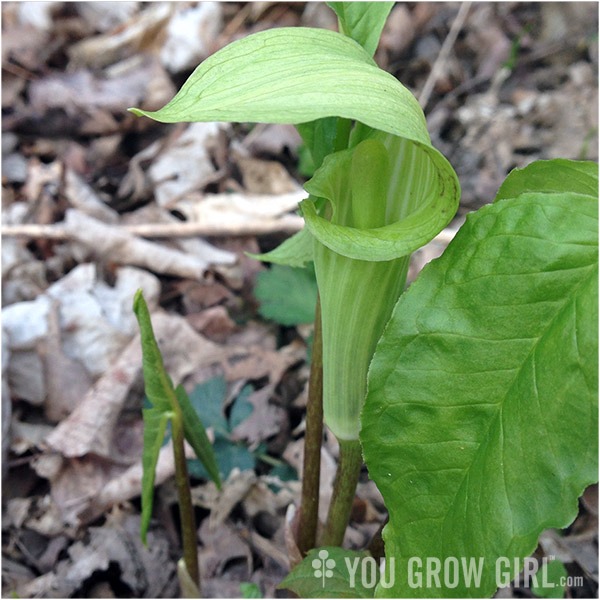 jackinthepulpit