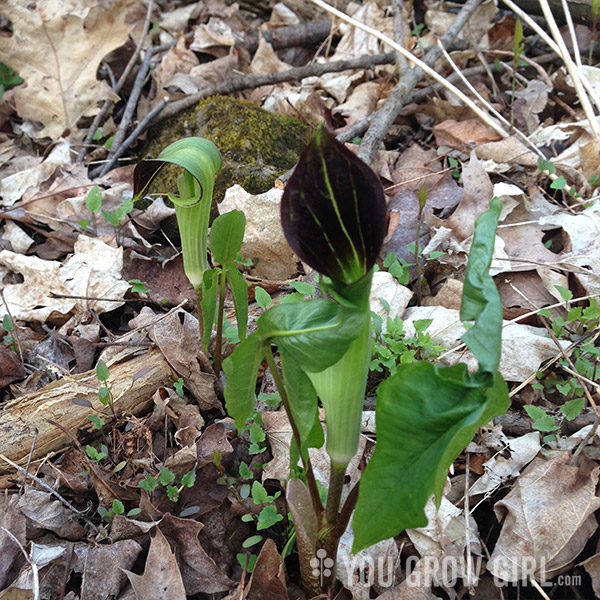 jackinthepulpit2