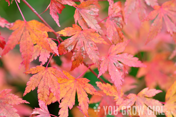 Acer palmatum 'Autumn Fire' Japanese Maple