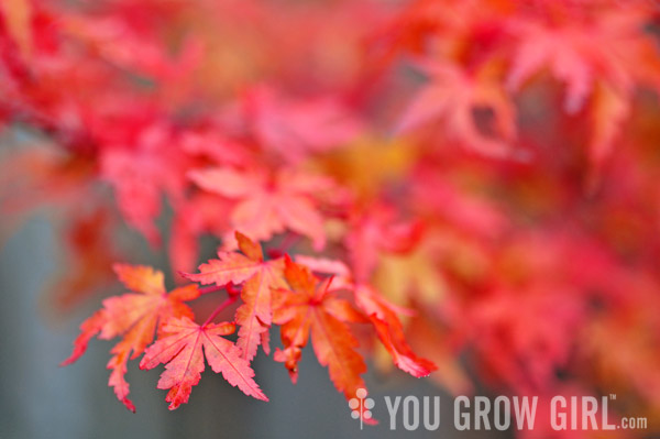 Japanese Maple Fall Color