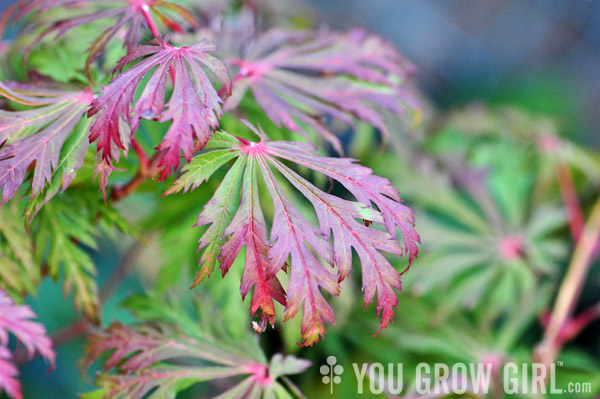 japanesemaple_happiness