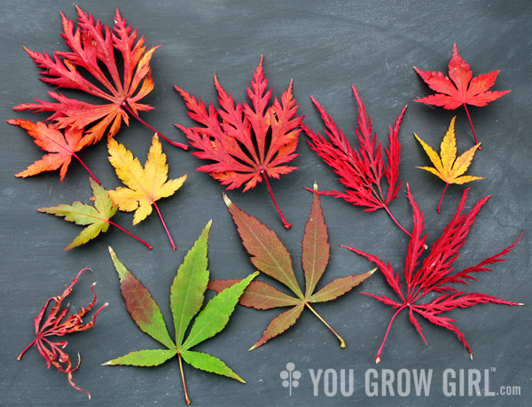 Japanese Maple Leaves