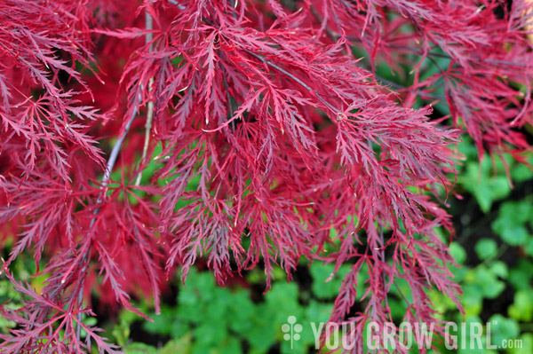 Japanese Maple Red Dragon