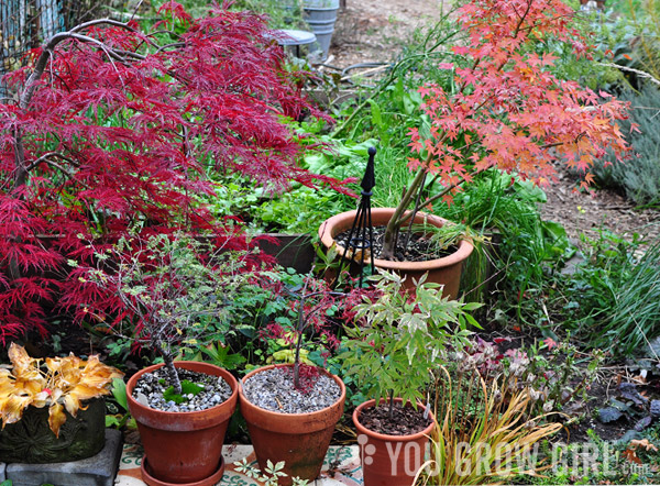 Japanese Maple Fall Color