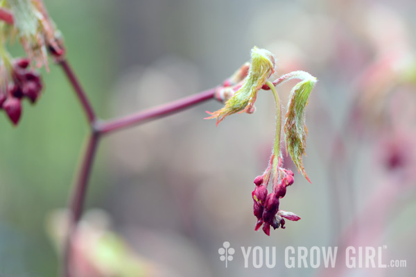 japanesmaple_unfurling