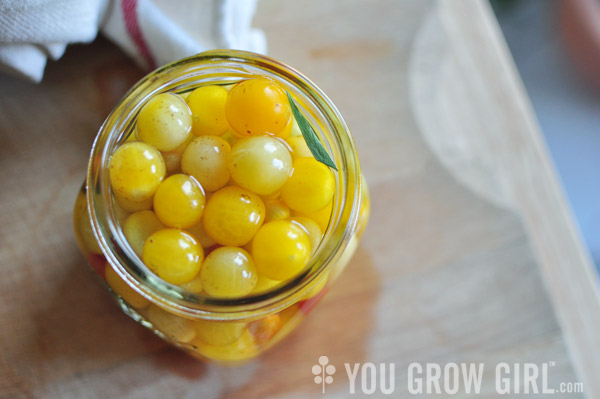 jar_pickledtomatoes