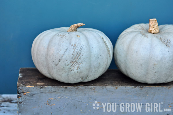 Jarrahdale squash pumpkin