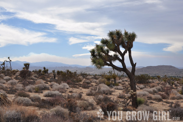 joshua tree