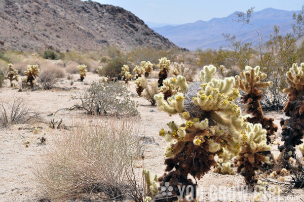 Teddy Bear Cholla Joshua Tree National Park