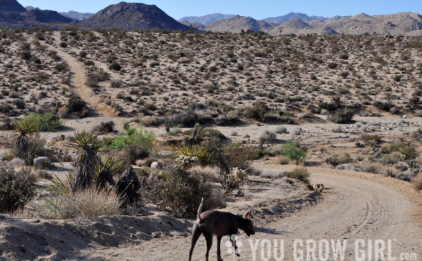 Joshua Tree