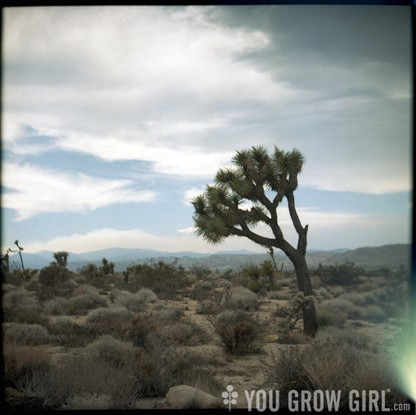 Joshua Tree