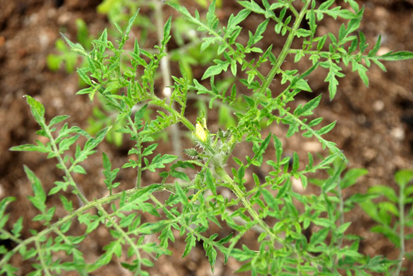 Silvery Fir Tree Tomato