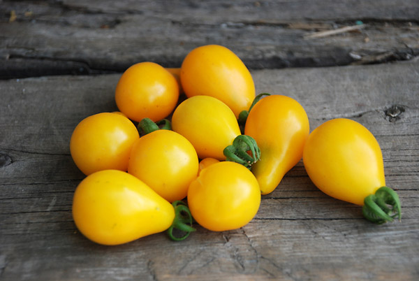 Yellow Pear Tomato