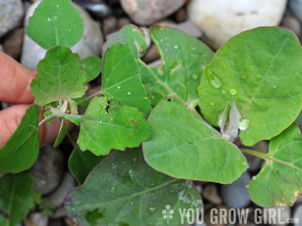 lambs quarters and orach