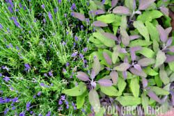 Lavender and Purple Sage