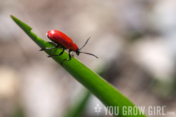 Lily Beetle