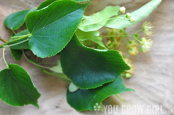 linden flowers