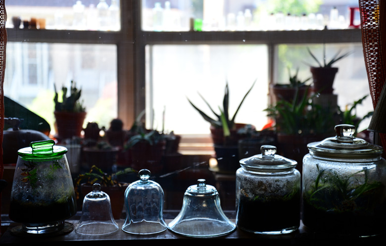 Terrariums Living Room