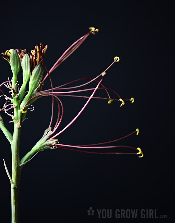 manfreda_undulata-chocolatechip_flower2